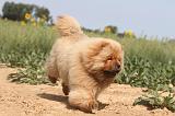 CHOW CHOW 084